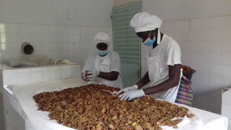 Här sker delar av produktionen där man tar hand om cashewköttet.