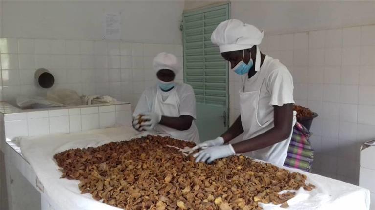 Här sker delar av produktionen där man tar hand om cashewköttet.