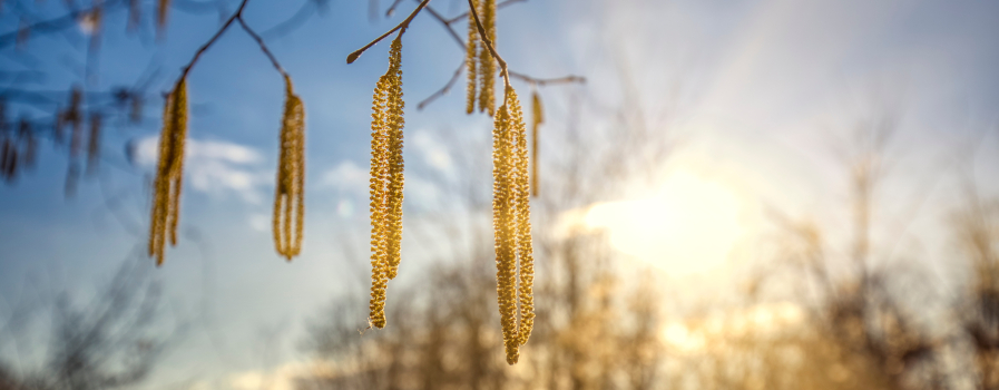 Snösmocka idag, pollensmocka imorgon? Ny undersökning visar att många svenskars pollenbesvär har förvärrats över tid.